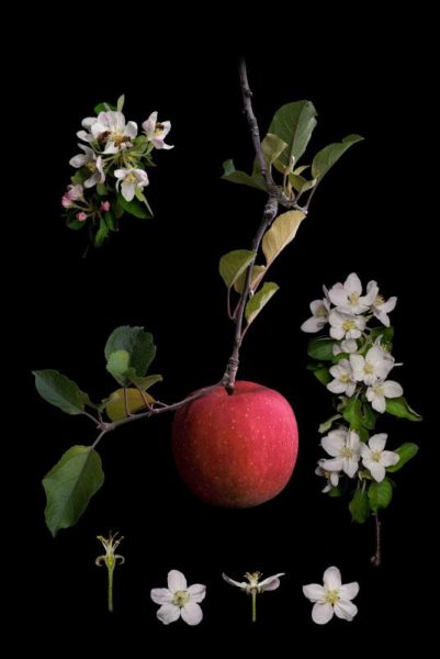 Identification of fruits by Masumi Shiohara