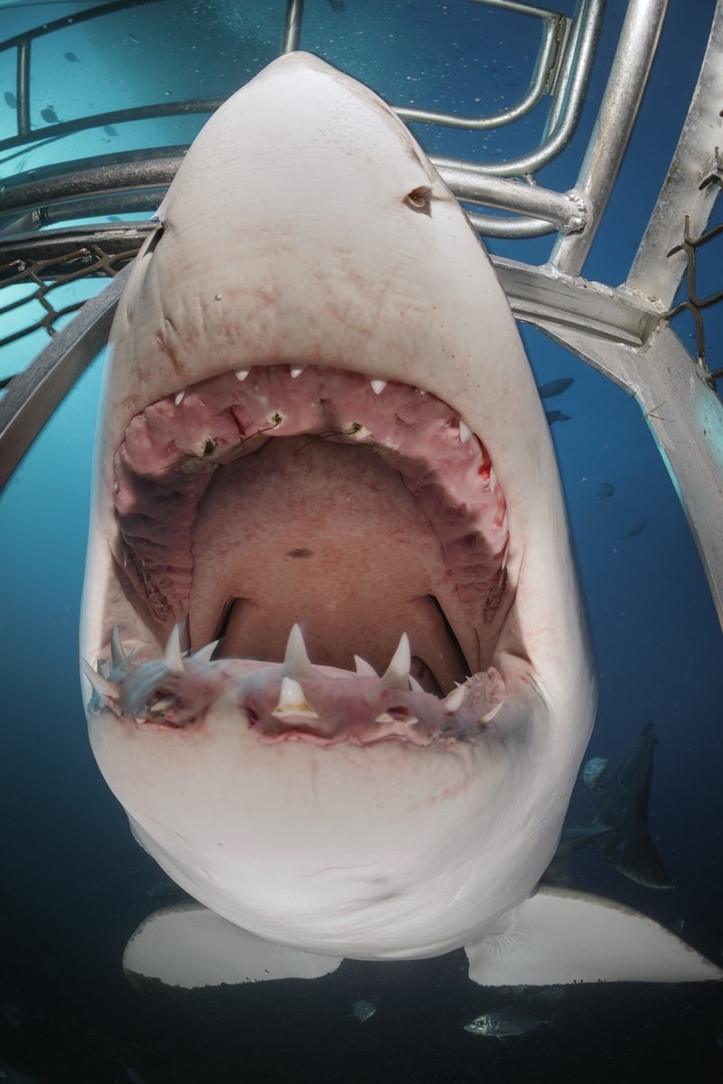 A shark's mouth up close, shot from inside a cage. We can see the shark's teeth, on the top jawline, some of its teeth are gone.