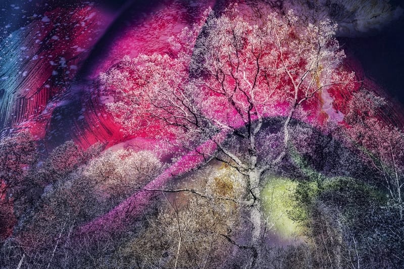 Pink, purple silhouettes of trees and a forest, a dream-like scape.