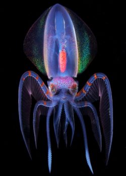 colorful squid drifting in the black night