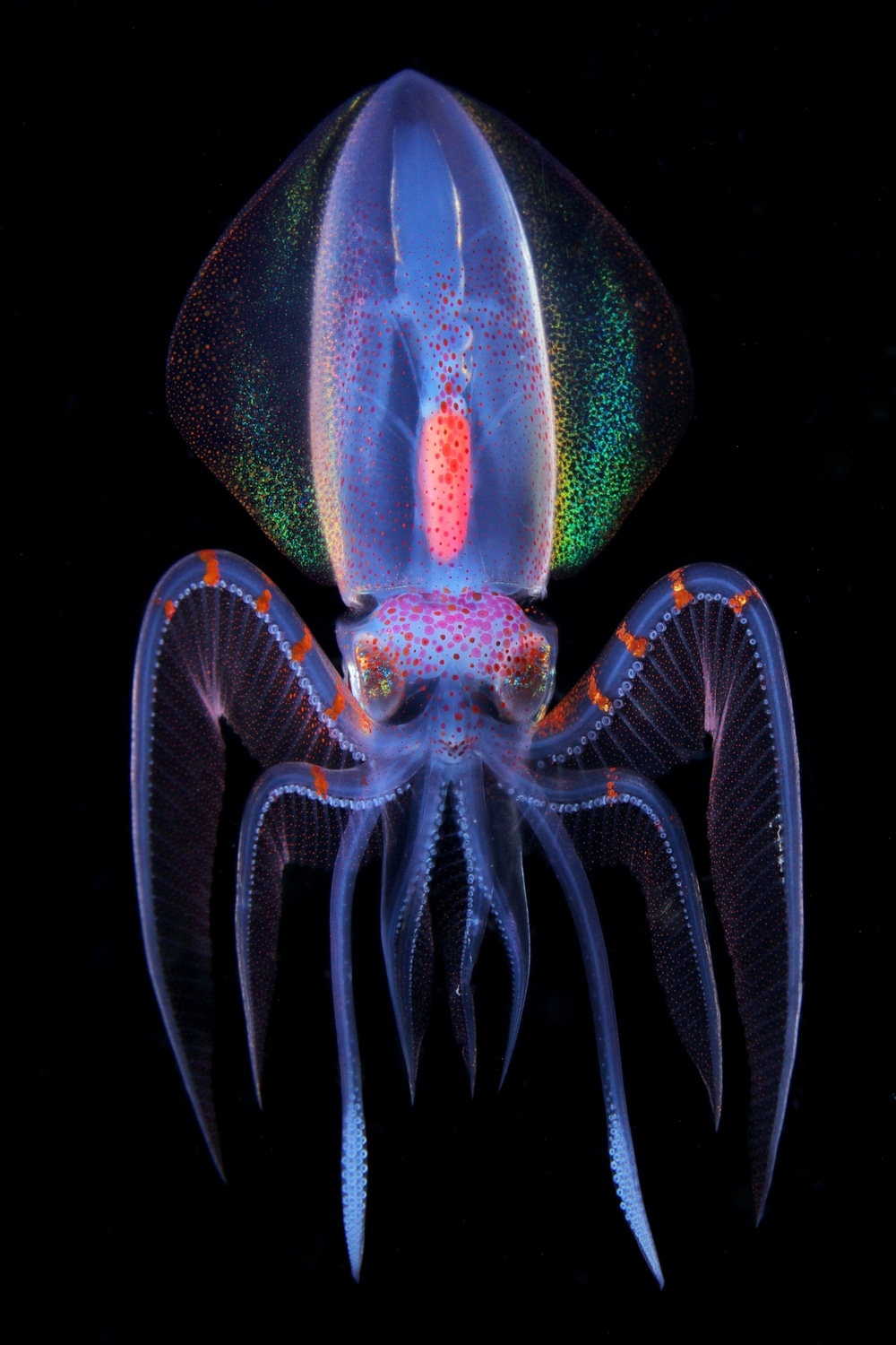 colorful squid drifting in the black night