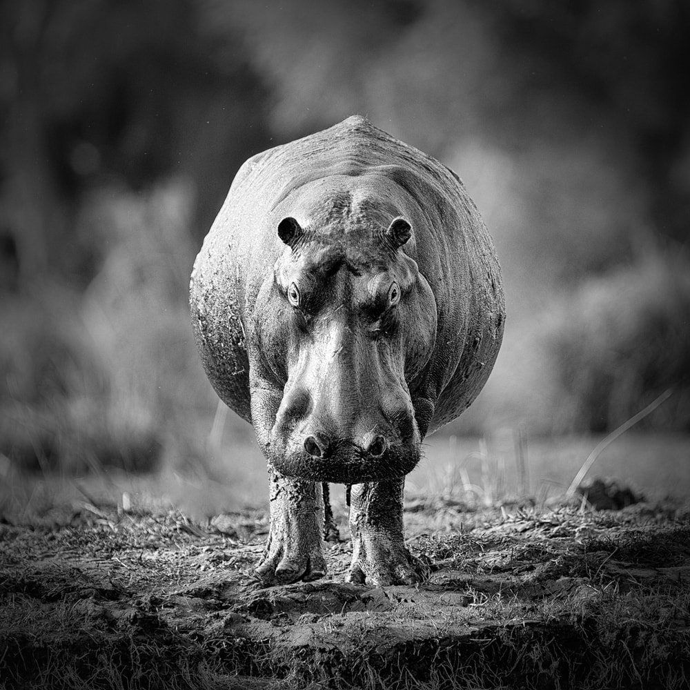 black and white photo of a hippo
