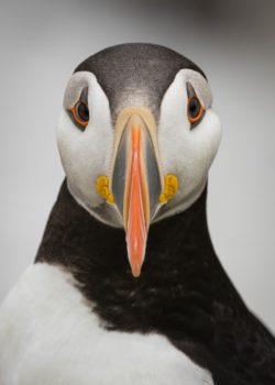penguin facing the camera