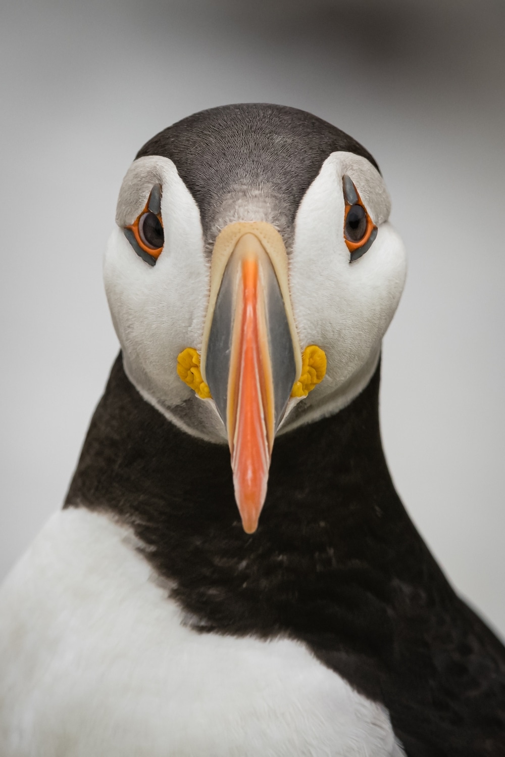 penguin facing the camera