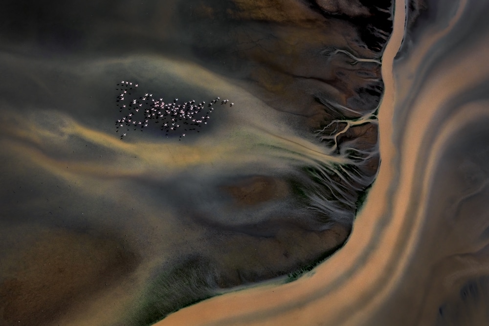 flamingos gazing through a lake, from above