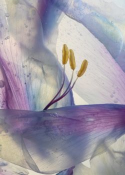 very close shot of a peony