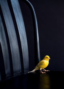 yellow harz canary sitting on a black chair