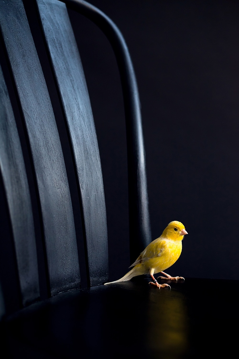 yellow harz canary sitting on a black chair
