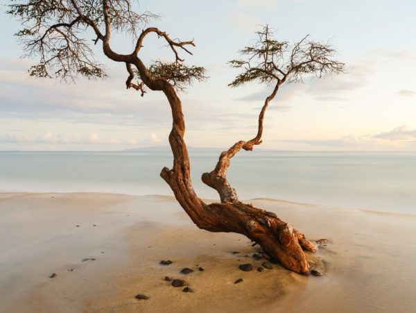 kiawe tree standing alone on the beach
