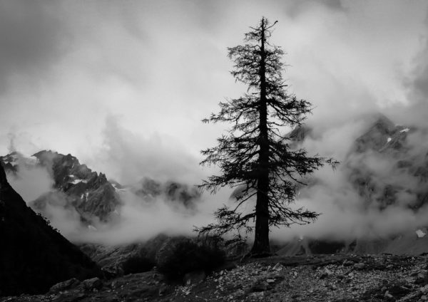 a lonley pine tree in the mountin