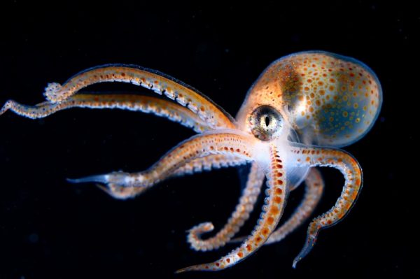 huge octopus  in the ocean