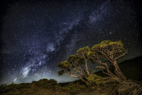 pine tree and the milky way
