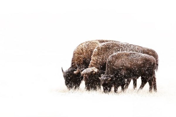 bison endure family
