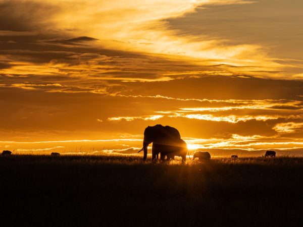 elephant mother with elephant baby in the sunset