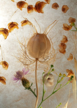 dried flowers