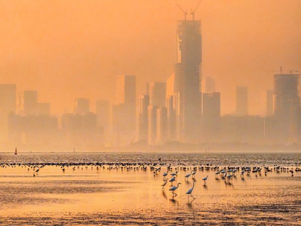 shorebirds rest and feed at the well-conserved Deep Bay Mudflat in Hong Kong