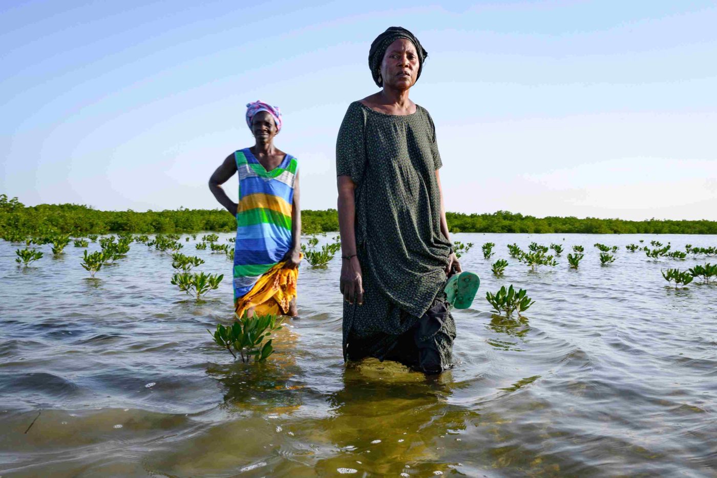 Guardians of The Mangrove Forests