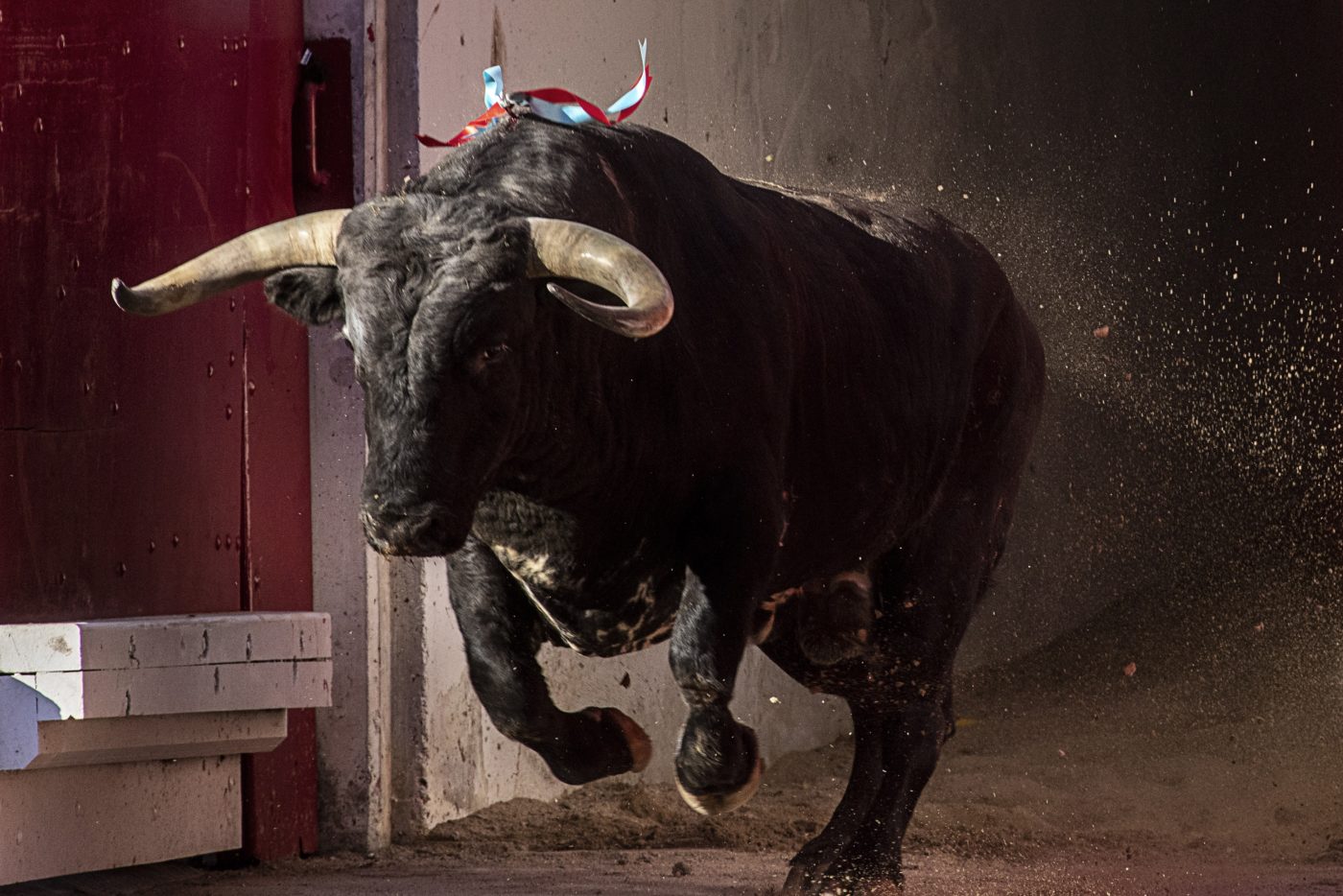 A bull charges directly towards the camera from the shadows.