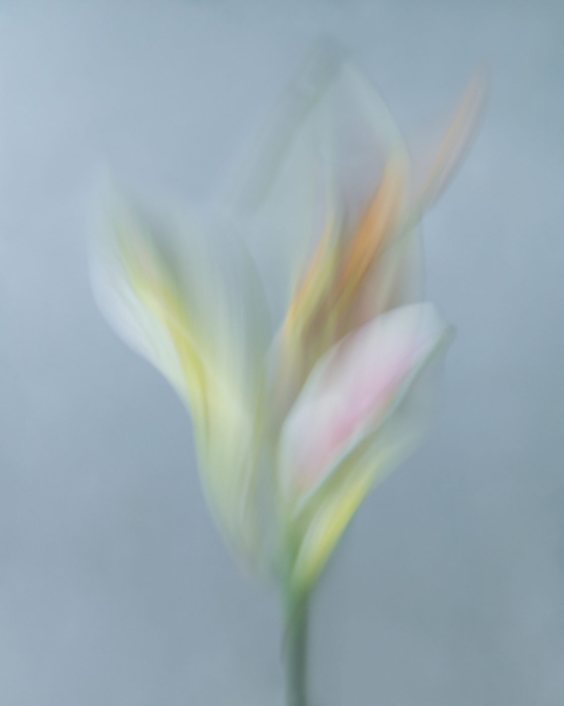 Soft and flowing image of a flower.